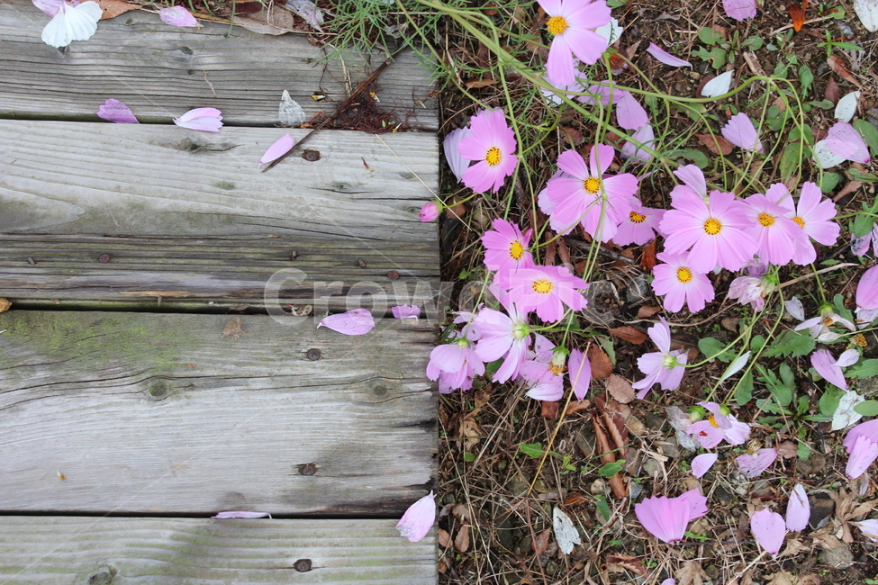 코스모스,가을,분홍,감성,빈반,배경,식물,자연,plants,nature,꽃,flower