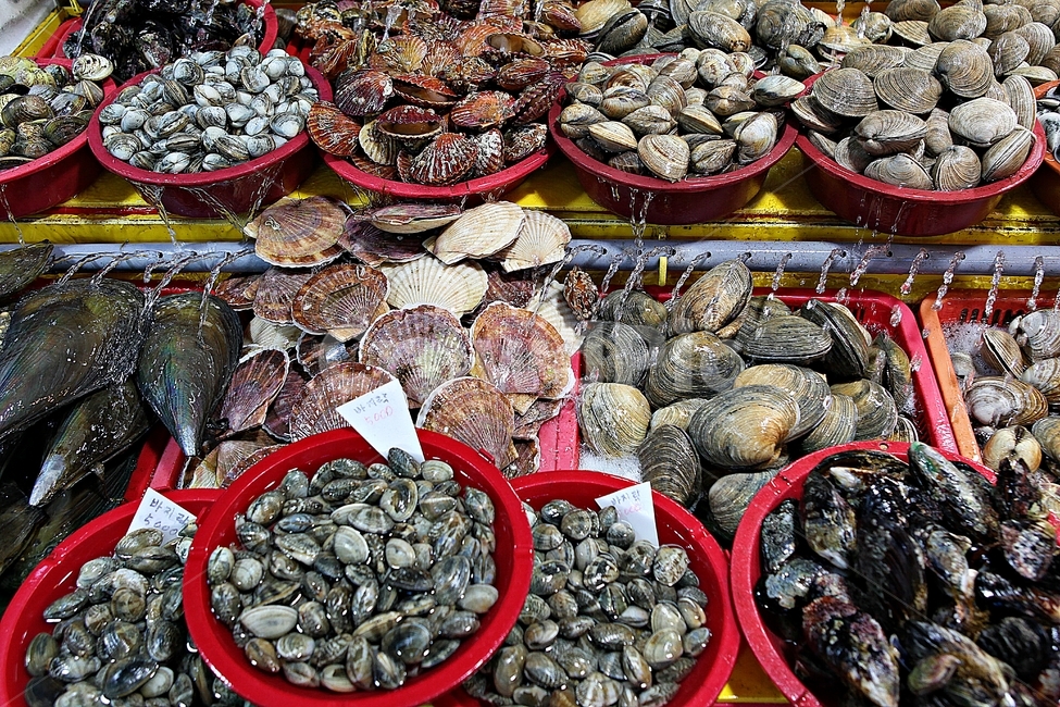 조개,해물,조개류,음식,식재료,먹거리,조개껍질,음식,식재료,요리,food,cook,meal,dishes,food reserves,수산물,해산물,fishery products,seafood