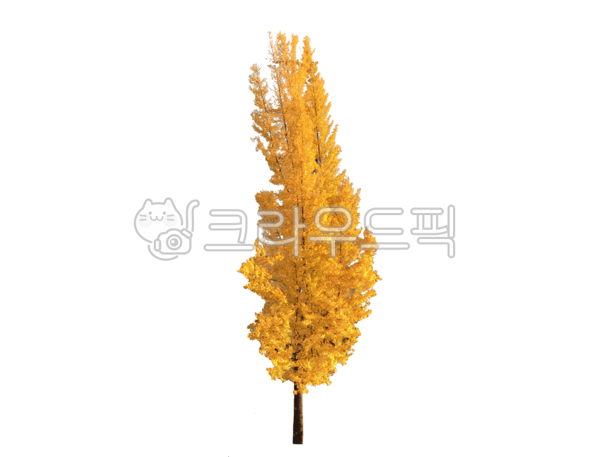 streettrees,forest,Nukki,Ginkgo,yellow,isolated,autumnleaves,trees,treesbackground,tree background,plants,park,Maple,nature,tree,png,background,colonnade,greenbelt,plant,ginkgo,autumn