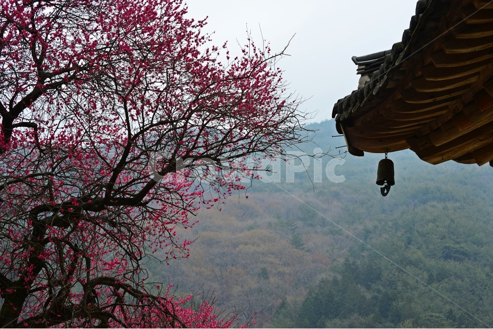 전남,구례,화엄사,흑매,홍매화,사찰,절,봄,계절,자연,경치,경관,지붕,풍경