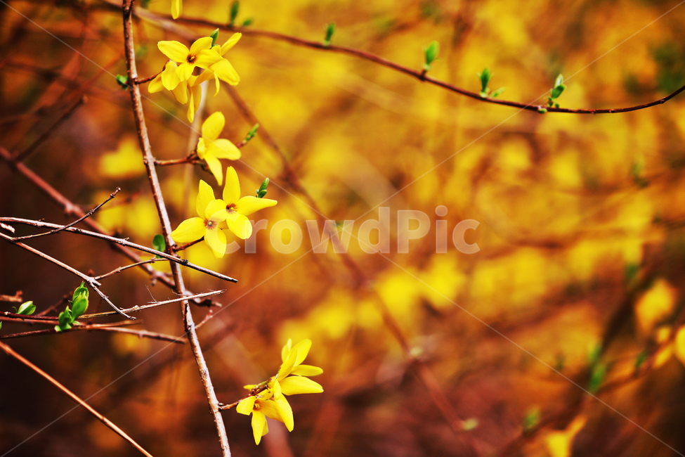 봄,개나리,감성사진,풍경사진,식물,봄,계절,spring,season,식물,자연,plants,nature,꽃,flower,leaf,잎,plant