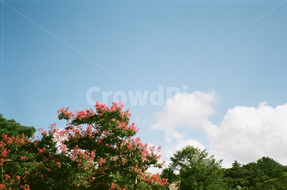 필름,하늘,꽃,나무,핑크,분홍,배롱나무,색감,감성,구름,자연,풍경,nature,landscape,plant,식물
