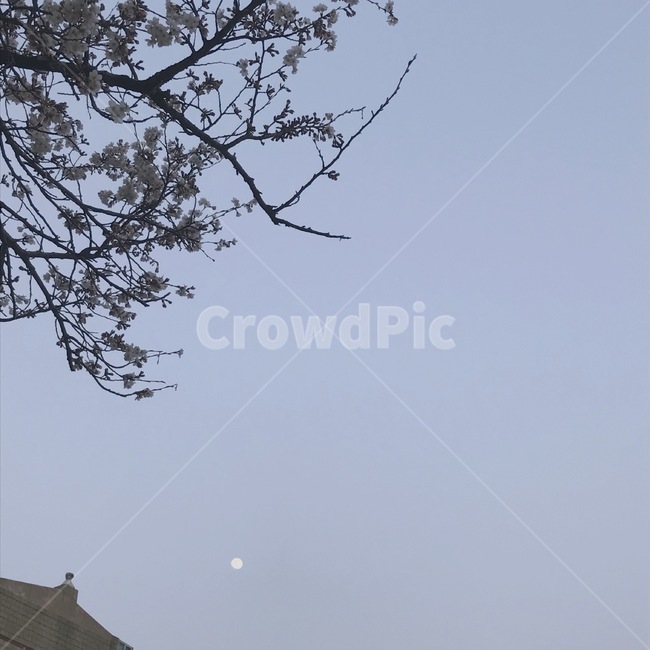 하늘,벚꽃,봄,3월,해,빈티지,이미지,자연,풍경,nature,landscape