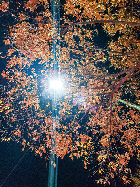 가을,낙엽,가을나무,저녁낙엽,가을하늘,저녁하늘,가을,계절,fall,autumn,season