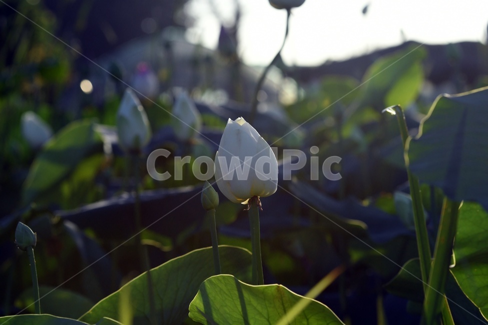 연못,수련,식물,자연,여름,정원,푸르른,물,수경식물,연못가,연못정원,plants,nature,연,연꽃,힐링,flower,감성,연잎,식물,자연,plants,nature,꽃,flower