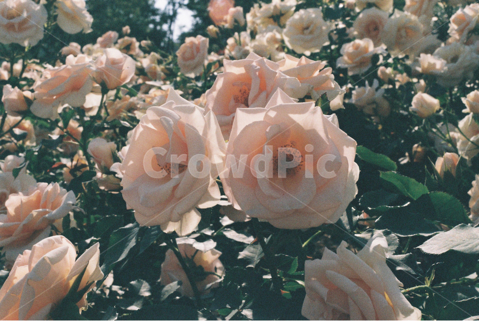 식물,장미,장미꽃,꽃,축제,필름사진,감성,필카,plant,rose,flower,film,식물,자연,plants,nature,꽃,flower,감성,sensible,feeling