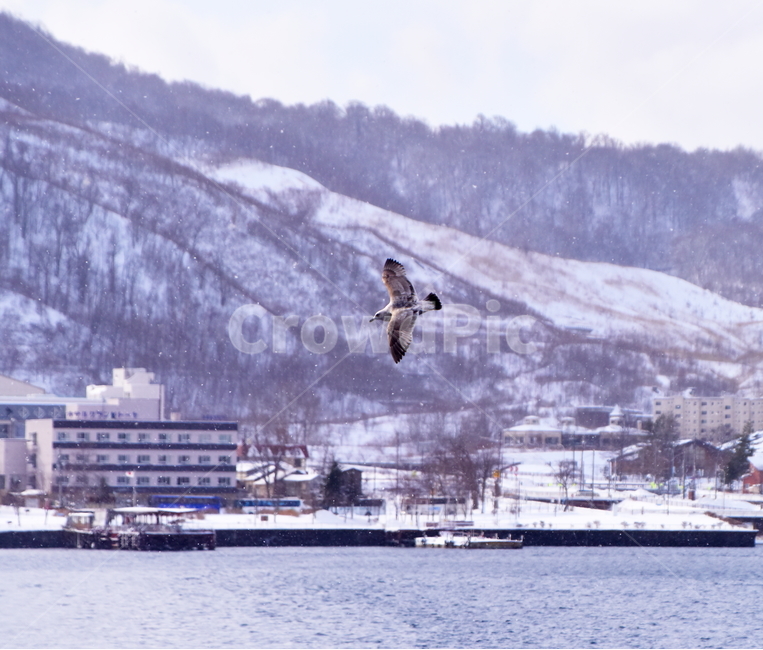 갈매기,비상,호수,겨울,새,seagull,bird,lake,winter,겨울,계절,winter,season,동물,animal,조류,새,birds