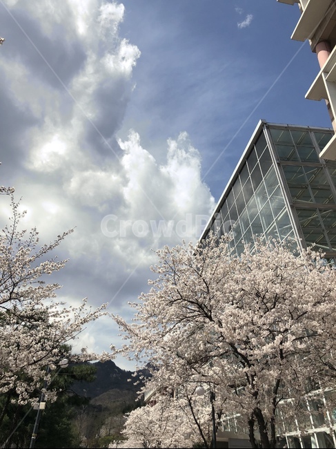 벚꽃,하늘,구름,봄하늘,봄날,꽃나무,캠퍼스,캠퍼스라이프,벚꽃나무,푸르른,푸른하늘,맑은하늘,오월,봄,계절,spring,season,식물,자연,plants,nature,꽃,flower,plant