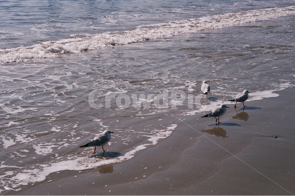 바다,파도,필름,감성,새,갈매기,부산,해변,바다,beach,sea,동물,animal,조류,새,birds,감성,sensible,feeling