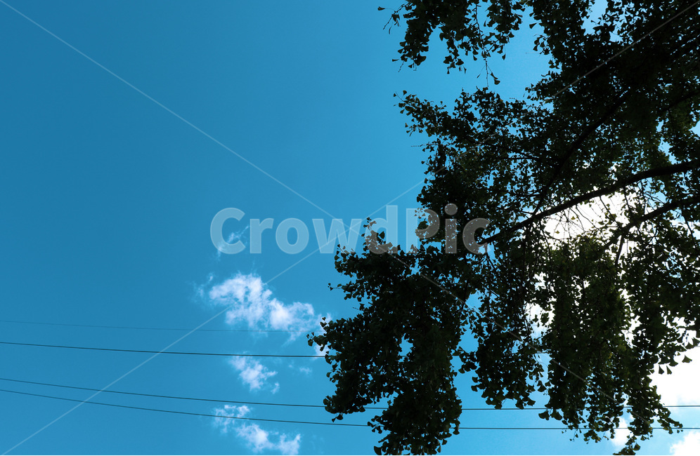 silhouette,실루엣,plant,식물,tree,나무,nature,자연,하늘,sky,식물,자연,plants,nature,나무,trees,wood