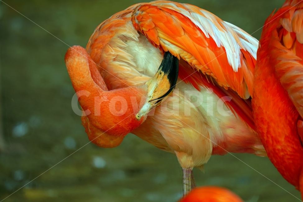 홍학,동물,새,조류,자연,bird,animal,snap,snapshot,스냅,스냅사진,스넵,스넵사진,동물원,공원,park,zoo,풍경,landscape,nature,동물,animal,조류,새,birds