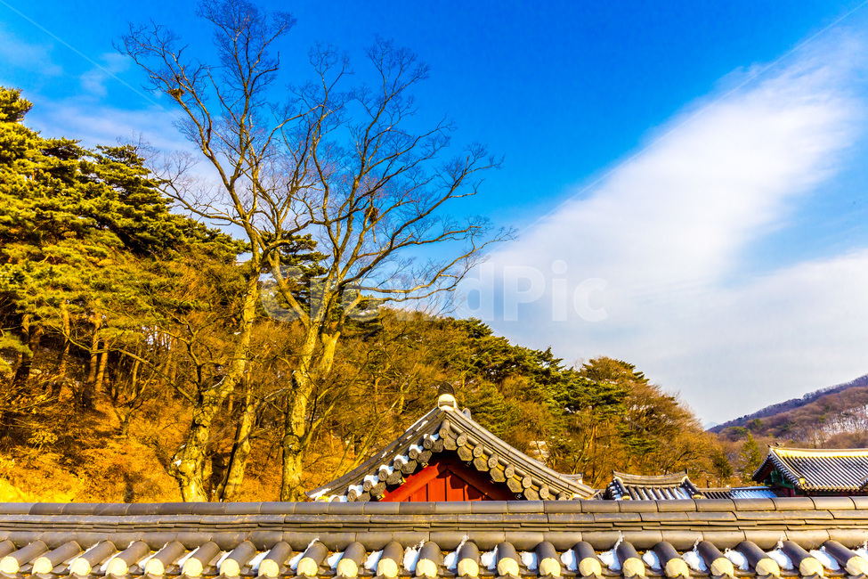 기와,담벼락,행성,고궁,문화유산,담장,겨울,계절,winter,season,한국전통,한국문화,korean traditional,korean culture,식물,자연,plants,nature,나무,trees,wood,건축물,건물외관,exterior,building,structure,architecture,construction
