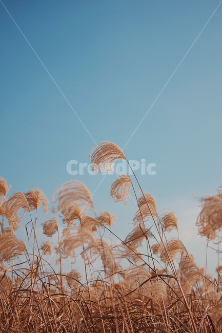 하늘공원,억새,갈대,하늘,가을,가을,계절,fall,autumn,season,자연,풍경,nature,landscape,plant,식물,grass,잔디,lawn,reed