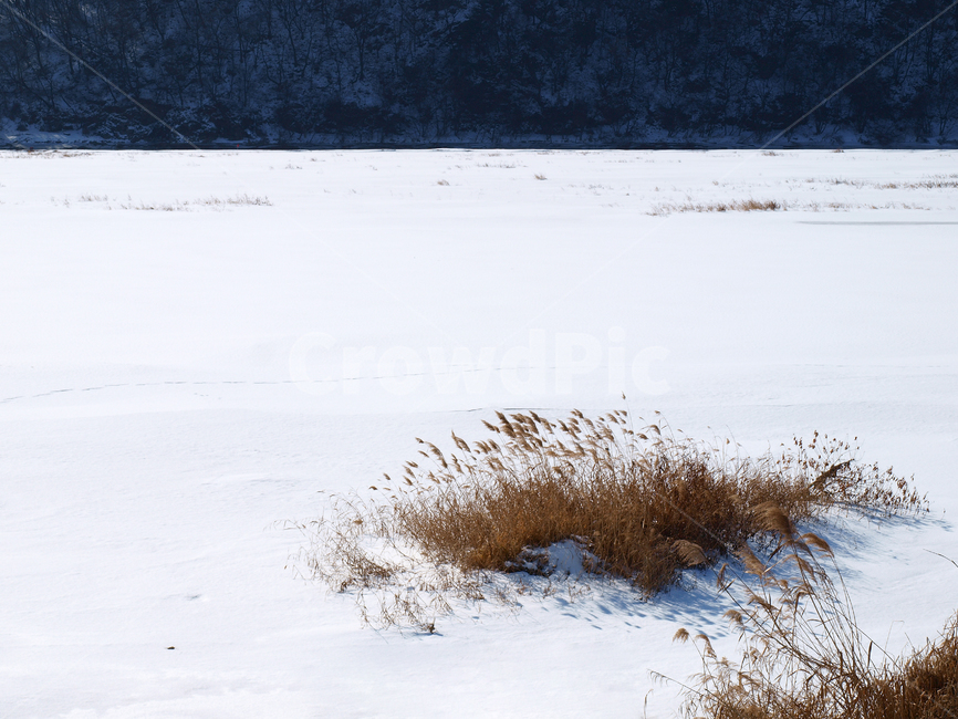 겨울,눈,풍경,자연,추위,winter,snow,landscape,nature,cold,겨울,계절,winter,season,자연,풍경,nature,landscape,plant,식물,grass,잔디
