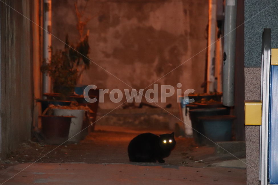 길고양이,고양이,귀여운고양이,길냥이,시골고양이,동물,animal,포유류,mammal,고양이,cat,kitten,kitty