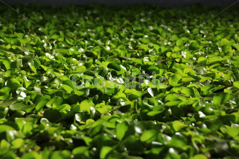 부레옥잠,부유식물,수생식물,식물,연못,여름,녹색식물,정원,그림자,명암,plants,nature,식물,자연,plants,nature