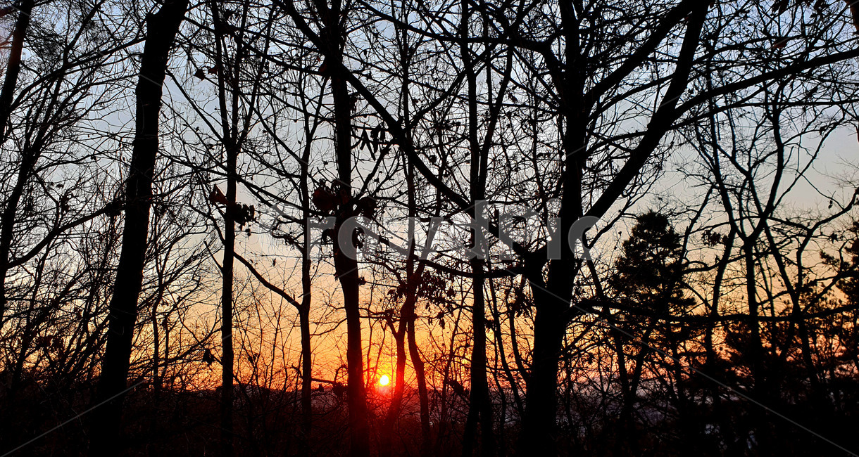 redsky,붉은하늘,sunset,일몰,dawn,새벽,하늘,sky,숲