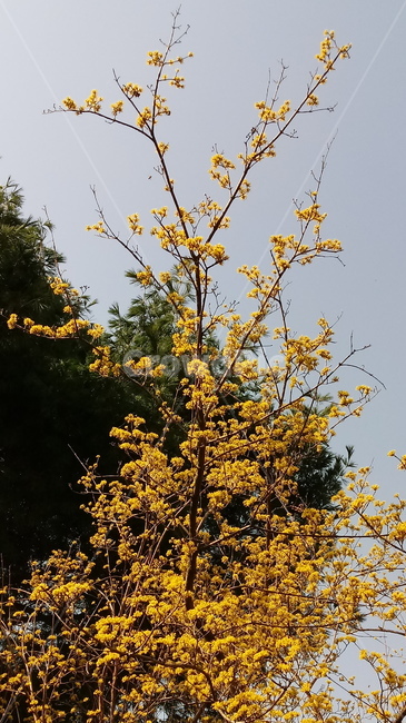 자연,식물,나무,tree,옥외,outdoors,nature,산수유