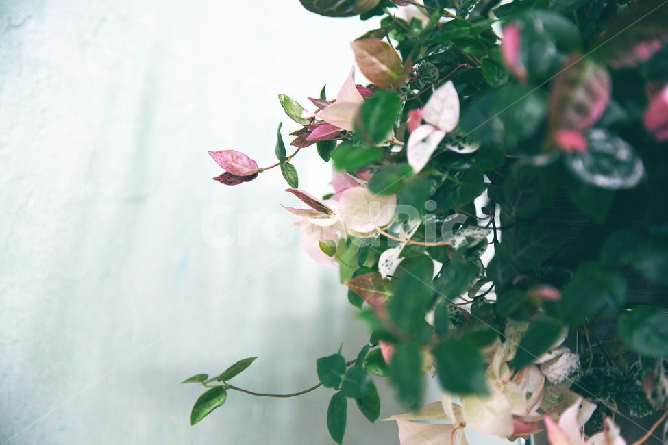 무늬마삭줄,배경소스,식물,녹색,핑크색,식물,자연,plants,nature