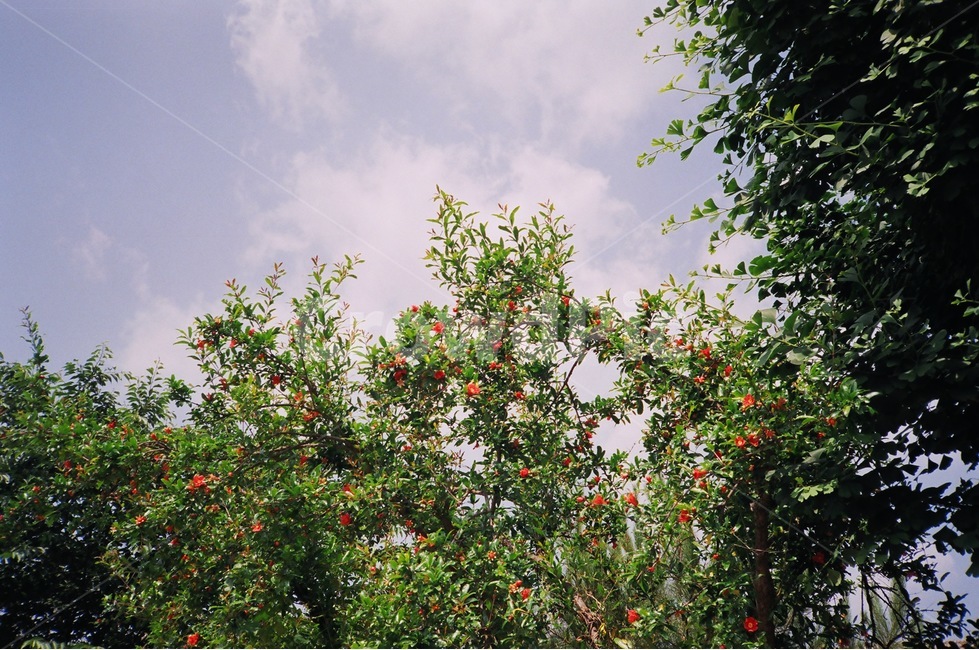 꽃,감성사진,자연,필름사진,필름,나무,여름,자연,풍경,nature,landscape,plant,식물