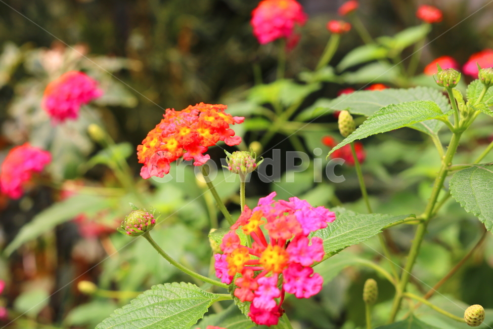 란타나,꽃,란타나꽃,식물,열대식물,란타나카마라,마편초과,자연,식물,자연,plants,nature,꽃,flower