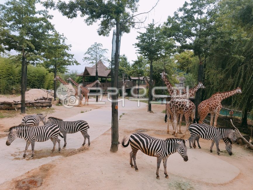 동물원,사파리,사파리투어,zebra,얼룩말,animal,동물,mammal,포유류,wildlife,야생동물,기린
