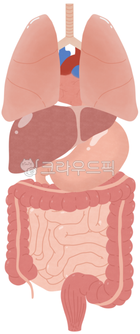 소화기관,인체해부도,인체해부학,장기,신체기관,사람장기,해부학,간,위,대장,소장,오장육부,폐,심장,사람장기그림,사람장기일러스트,사람장기모형