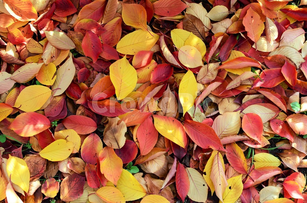 낙엽,가을,가을낙엽,나뭇잎,단풍,자연,fall,autumn,가을,계절,fall,autumn,season,leaf,잎,plant,식물