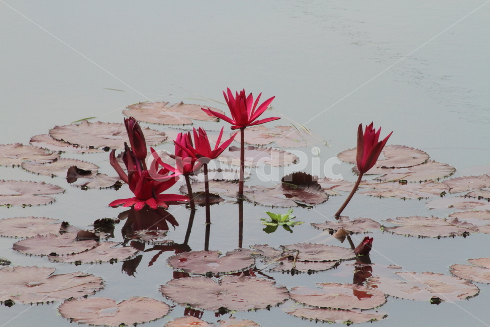 연,수련,꽃,식물,waterlily,식물,자연,plants,nature,꽃,flower