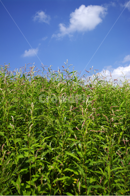 하늘,식물,초록,풍경,구름,자연,plant,꽃,자연,풍경,nature,landscape