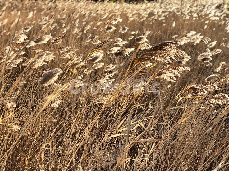 햇빛,빛,아침,갈대,송도,가을,계절,fall,autumn,season,자연,풍경,nature,landscape,plant,식물,grass,잔디