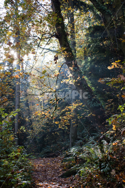 tree,나무,나무줄기,빛,단풍,노란색,light,자연,풍경,nature,landscape