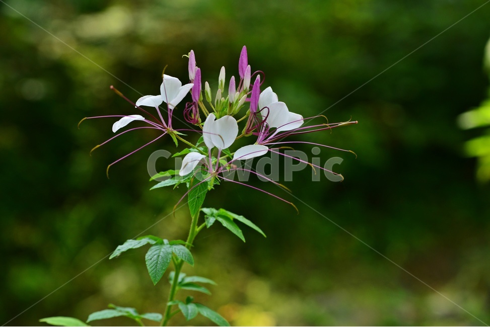 plant,식물,blossom,flower,꽃,풍접초,풍접초꽃,식물,자연,plants,nature