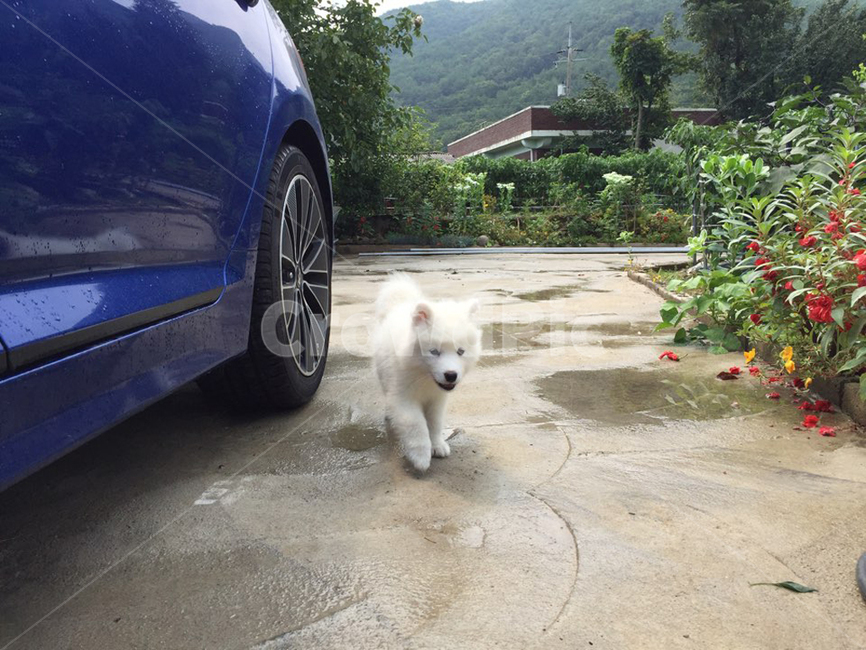 country dog,Heart pounding,cute,samoyed,walk