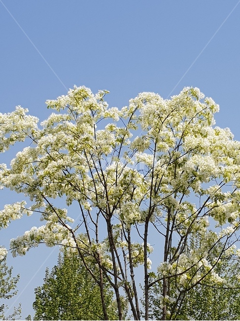나무,하늘,흰꽃,식물,blossom,plant