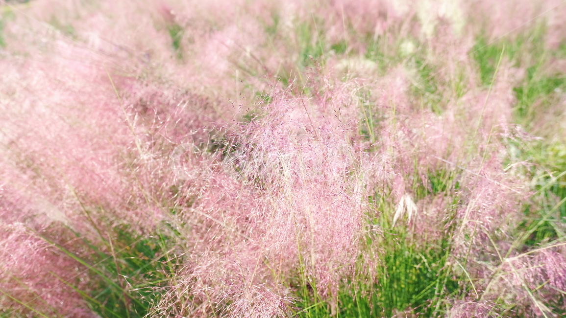 핑크뮬리,식물,자연,풍경,가을,가을,계절,fall,autumn,season,식물,자연,plants,nature,색깔,색상,색채,색감,color sense,color sensitivity,feeling of color,grass,잔디,plant,vegetation,초목,bush,부시