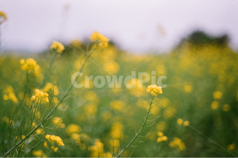 유채꽃,봄꽃,노란색,노란꽃,유채꽃밭,봄,계절,spring,season,식물,자연,plants,nature,꽃,flower,감성,sensible,feeling