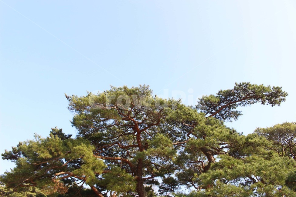 나무,하늘,자연,소나무,잎,풍경,식물,배경,가지,초록색,파란색,식물,자연,plants,nature,나무,trees,wood