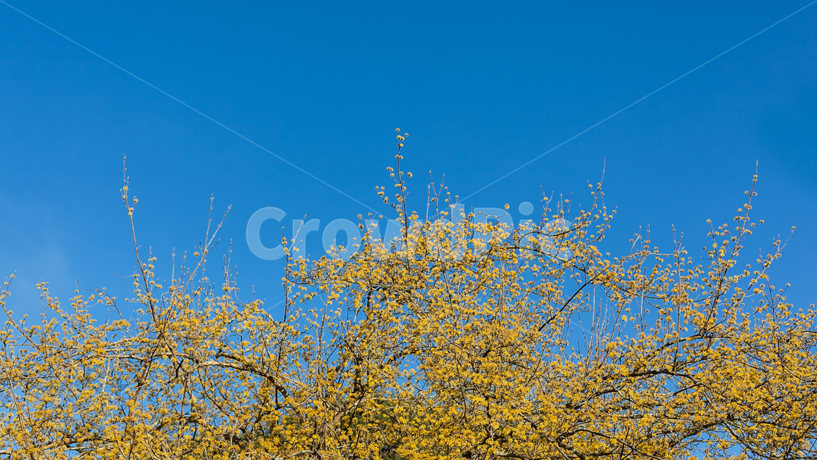 산수유,하늘,korea,파랑,노랑,나무,tree,봄,계절,spring,season