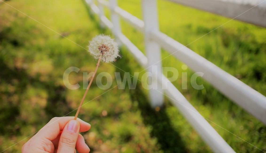 민들레홀씨,민들레,꽃,식물,홀씨,봄날,손,감성,식물,자연,plants,nature,꽃,flower,사람,인물,인간,human,person,신체일부,몸,body,감성,sensible,feeling