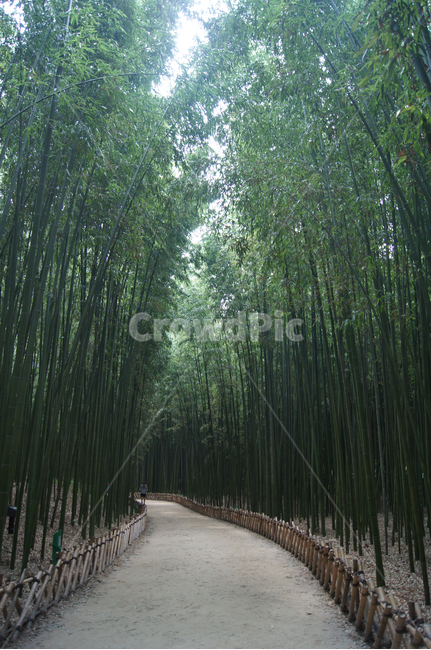 식물,자연,대나무,울산,십리대숲,자연,풍경,nature,landscape,식물,plants,나무,trees,wood