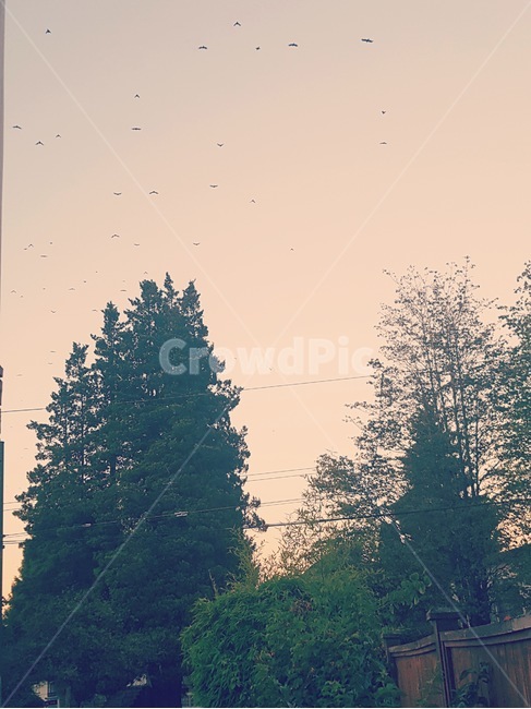 새,하늘,자연,나무,birds,sky