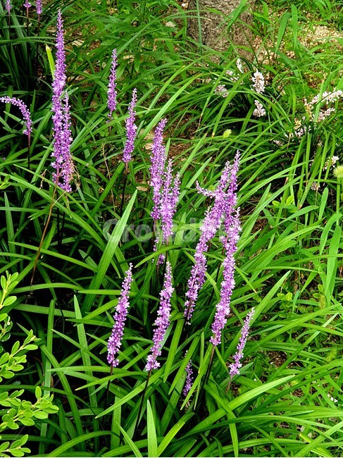 맥문동,맥동,보라꽃,여름꽃,식물,식물,자연,plants,nature,꽃,flower