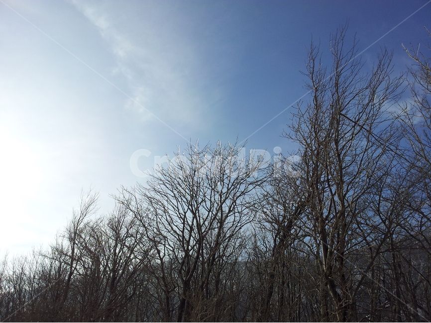 겨울,눈,계절,하늘,나무,겨울,계절,winter,season,자연,풍경,nature,landscape,식물,plants,나무,trees,wood,outdoors,옥외