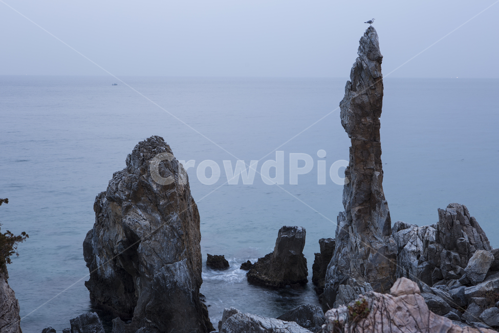 촛대바위,동해,바다,갈매기,물,자연,풍경,nature,landscape,한국자연풍경,한국자연경관,korea nature landscape,promontory,곶,outdoors,옥외,cliff,낭떠러지
