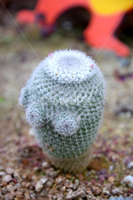 온실식물,온실재배,온실원예,선인장,식물,예쁜,가시,선인장가시,plants