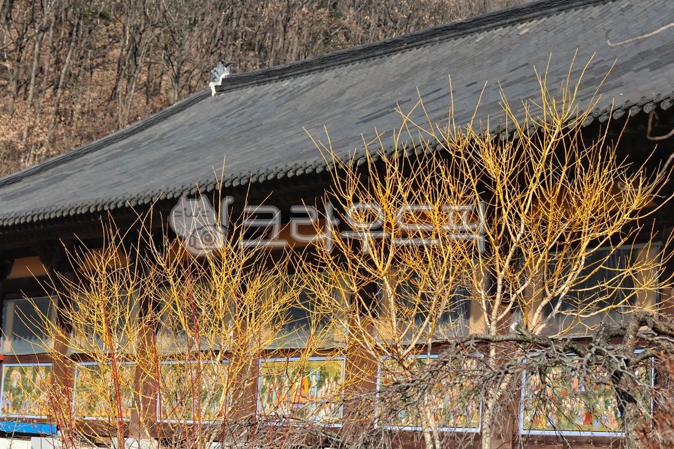 sophoratree,locust tree,goldcolor,nature,golden yellow,golden locust tree