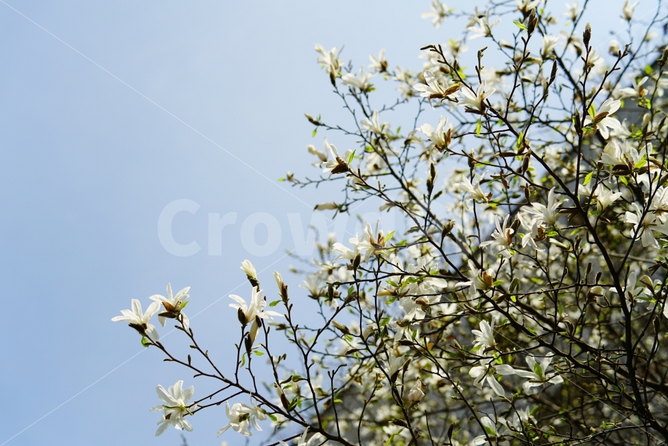 목련,목련화,목련나무,하얀꽃,봄,봄꽃,하늘,식물,자연,plants,nature,봄,계절,spring,season,꽃,flower