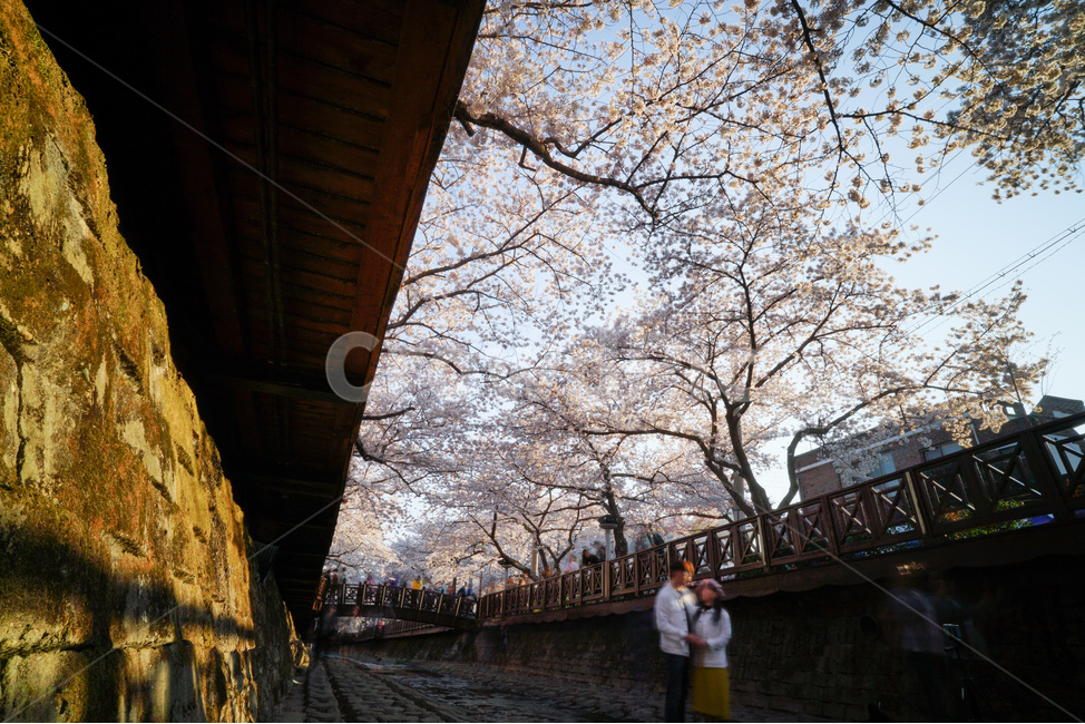 진해,군항제,벚꽃,봄,꽃,봄,계절,spring,season,사람들,대중,군중,other people,crowd,plant,식물