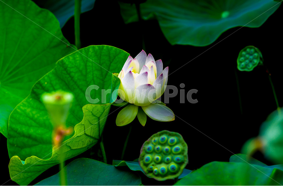 연꽃,연잎,연밥,문양,무늬,습지,식물,자연,plants,nature,꽃,flower